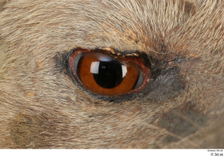 Striped Hyena Hyaena hyaena eye 0003.jpg